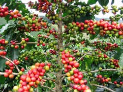   pianta caff�