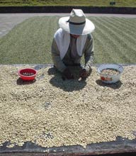 Contadino lavorazione caffè piantagoni essicamento