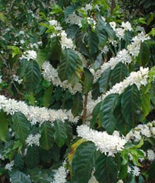Fiori Caffè pianta