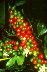 Pianta caff�
