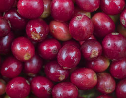 Cigliegie Caff�