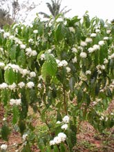 �pianta caf�