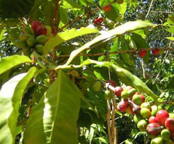 �Pianta Caff�