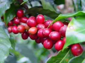 Cigliege caff� pianta frutti