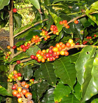 Caff� Arabica
