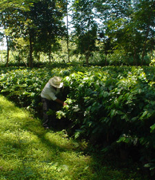 Piantagione Caffè