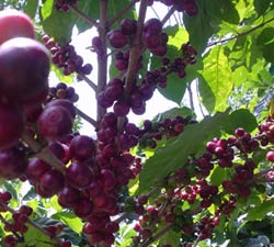 Pianta Caffè