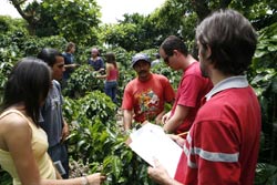 Campi Coltivazione Caffè Nespresso