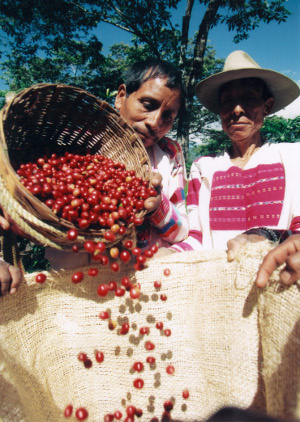 raccoltocaffe.jpg