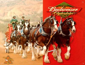 Wallpaper Cavalli Budweiser Poster