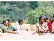 Donne Piamtagione Caff� Etiopia