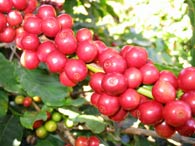 Chicchi Caff� grezzi Pianta