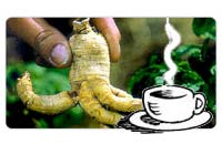 Radice panax Ginseng e tazzina caff�