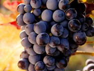 Grappolo Uva Succhi di Frutta