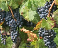 Pianta vite e grappoli d'uva nera chiavennasca valtellina
