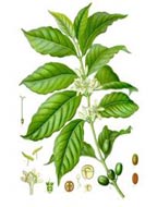 Immagine Botanica Pianta del caff� foglie semi ecc.