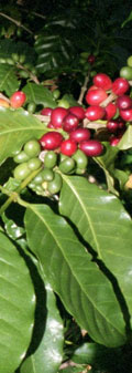 Bacche caff� Pianta