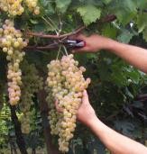 Immagine Vendemmia grappolo Uva Bianca Grape Vigna uve colognola ai colli