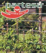 Vigna Vite Vino Logo Partesa