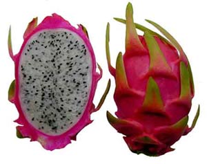 Pitaya Dragon Fruit Frutto del Dragon RED Yellow Giallo ROsso Cactus