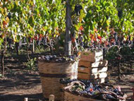 Vendemmia uve rosse caviro vigneti