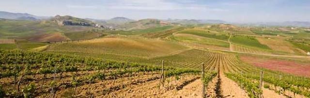 Vigne di sicilia