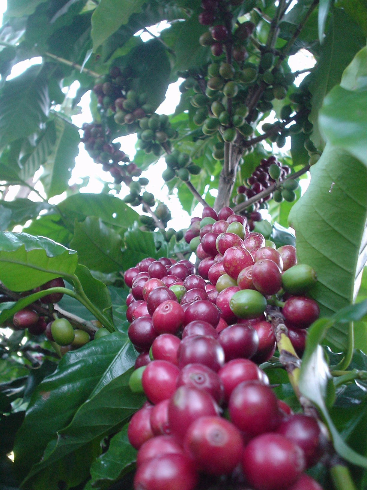   WFC Cherry 4