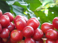Bacche caff�