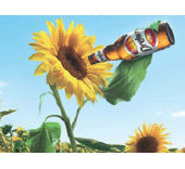 Campagnaa pubblicitaria saffissioni birra Dreher girasole