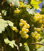 Grappolo Uva Bianca Vendemmia 2010