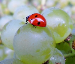 VINITALY PRESENTA CON VIVIT LE PRODUZIONI ENOLOGICHE DA AGRICOLTURA BIOLOGICA E BIONDINAMICA