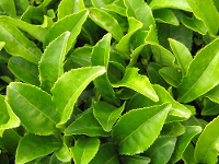 T� verde foglia pianta